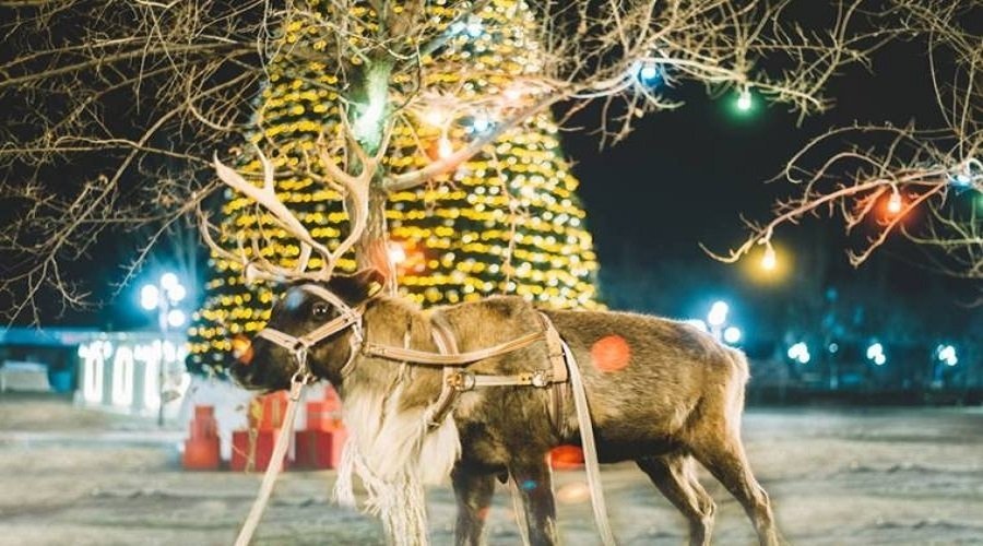 Новый год в Отеле Аракс